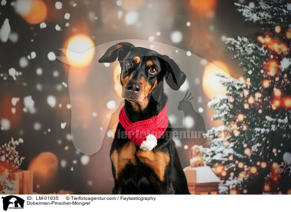 Dobermann-Mischling / Doberman-Pinscher-Mongrel / LM-01935