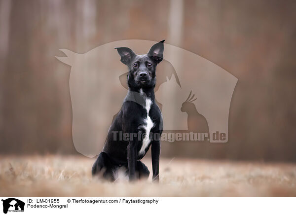 Podenco-Mischling / Podenco-Mongrel / LM-01955