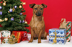 dog under christmastree