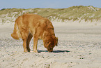 dog at the beach