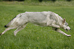 Saarloos-Wolfhound x White Shepherd