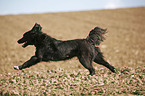 running dog