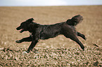 running dog