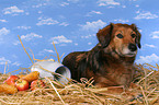 dachshund-mongrel in straw