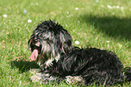 Yorkshire-Terrier-Havanese-Mongre