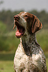 German-Shorthaired-Pointer-Mongrel