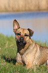 Boxer-German-Shepherd-mongrel