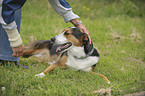 Appenzell-Mountain-Dog-Mongrel