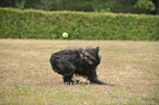 Briard-Border-Mongrel