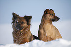 mongrels in snow