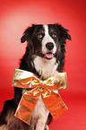 Border-Collie-Australian-Shepherd mongrel