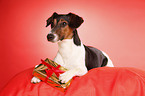 Jack-Russell-Dachshund-Mongrel