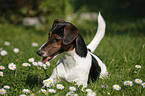 Jack-Russell-Dachshund-Mongrel