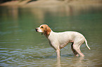 bathing mongrel