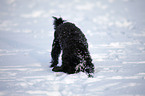 mongrel in snow