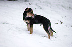 puppy in snow