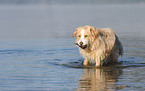 mongrel in water