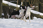 mongrels in snow