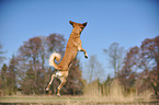 jumping mongrel