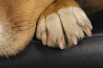 mongrel paw