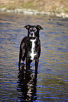 bathing mongrel