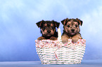 mongrel puppies