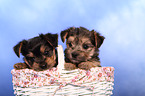 mongrel puppies