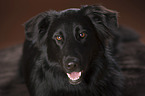 Border-Collie-Newfoundland mongrel portrait