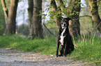 sitting Labrador-Shepherd mongrel