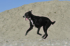 running Labrador-Shepherd mongrel