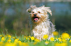 running Yorkshire-Terrier-Mongrel