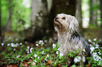 sitting Yorkshire-Terrier-Mongrel