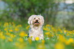 sitting Yorkshire-Terrier-Mongrel