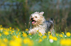 running Yorkshire-Terrier-Mongrel