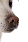 JRT-mongrel nose