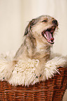 yawning dog