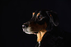 Doberman-Pinscher-Mongrel Portrait