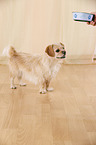 standing Tibetan-Spaniel-Mongrel