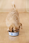 eating Tibetan-Spaniel-Mongrel