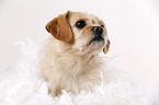 lying Tibetan-Spaniel-Mongrel