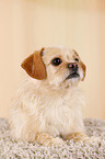 lying Tibetan-Spaniel-Mongrel