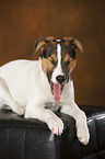 lying Jack-Russell-Mongrel