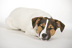 sleeping Jack-Russell-Mongrel