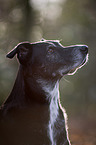 Labrador-Shepherd Portrait