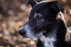 Labrador-Shepherd Portrait