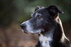 Labrador-Shepherd Portrait