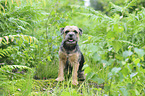 sitting Border-Terrier-Mongrel