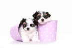 Biewer-Maltese-Mongrel Puppies