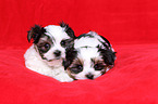 Biewer-Maltese-Mongrel Puppies