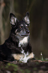 old Border-Collie-Shepherd